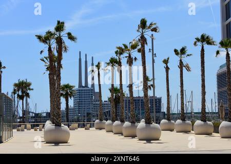 Palmiers dans un pot. Badalona, Catalogne, Espagne. Banque D'Images