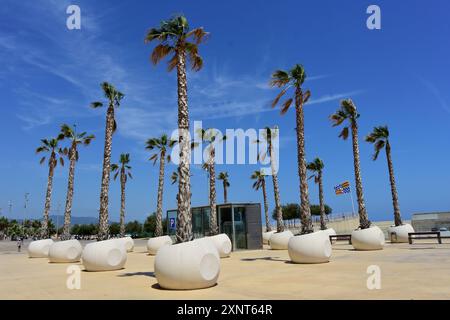 Palmiers dans un pot. Badalona, Catalogne, Espagne. Banque D'Images