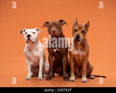 Un trio de chiens robustes, dont un Pit Bull Terrier, un American Staffordshire Terrier et un Pit Bull-type, se dresse fièrement face à une orange Banque D'Images
