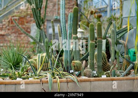 Différentes sortes de cactus et de succulentes dans une serre. Différentes espèces de plantes tropicales et de fleurs dans le jardin botanique de Tartu, Estonie. Banque D'Images