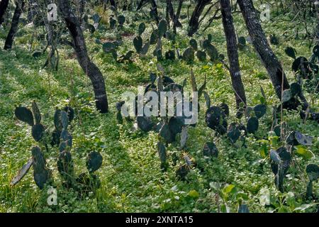 Cactus de barbarie dans le fourré mesquite, unité de Calliham du parc d'État de Choke Canyon, printemps, région du Texas du Sud, Texas, États-Unis Banque D'Images