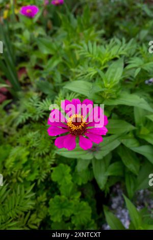 La zinnia commune (Zinnia elegans), également connue sous le nom de zinnia de jeunesse et d'âge ou élégante, est une plante à fleurs violettes dans un jardin organique indien, appartenant à t Banque D'Images