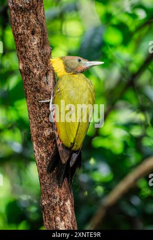 Femelle jaune, Chrysophlegma flavinucha dans Kaeng Krachan NP Thaïlande Banque D'Images