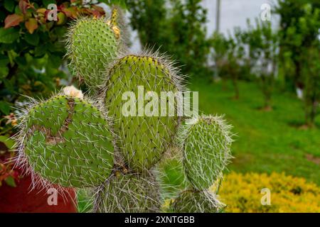 La barbarie (Opuntia leucotricha), également connue sous le nom de barbarie arborescente, cactus de barbe d'Aaron, cactus sémaphore, duraznillo blanco et nopal blanco Banque D'Images