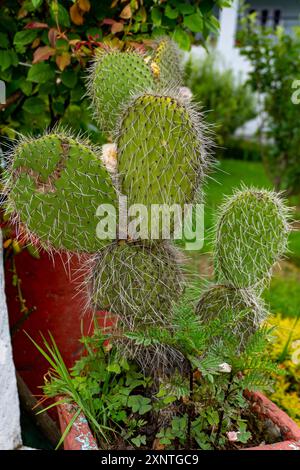 La barbarie (Opuntia leucotricha), également connue sous le nom de barbarie arborescente, cactus de barbe d'Aaron, cactus sémaphore, duraznillo blanco et nopal blanco Banque D'Images