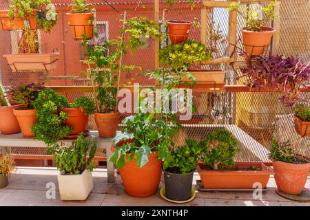 Tableau de pots avec des plantes luxuriantes sur une rampe de terrasse de cour à Tarragone, Espagne Banque D'Images