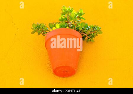 Succulent vert dans un pot orange sur fond jaune. Banque D'Images