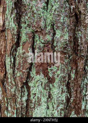 Écorce brune de pin avec revêtement de mousse verte. Photo de la texture du tronc d'arbre forestier en gros plan au format vertical. Banque D'Images