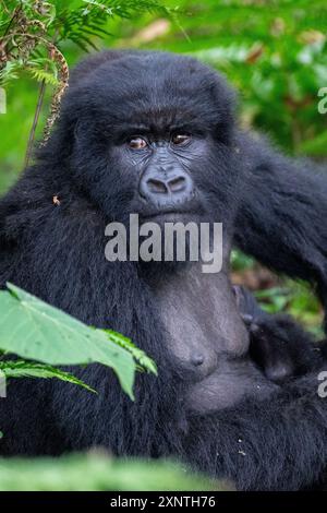 Rwanda, Parc National des volcans. Gorille de montagne (Gorilla beringei beringei) Kwitinda aka groupe familial Kwitonda. Femelle mature. Banque D'Images