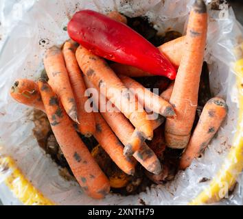 Légumes moisis avec champignons, carottes pourries et paprika rouge dans la poubelle, déchets et décomposition des aliments Banque D'Images