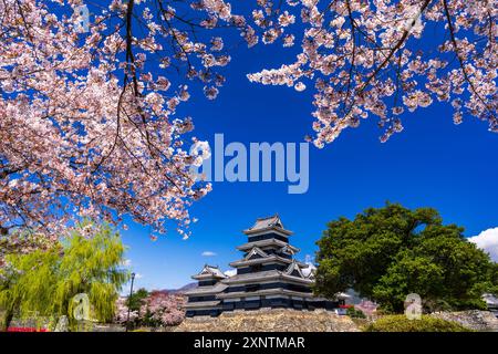 Château de Matsumoto dans la saison des cerisiers en fleur, Nagano, Japon Banque D'Images