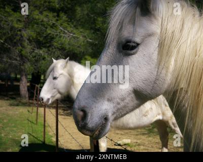 Belle photo de deux beaux chevaux blancs vus en profil Banque D'Images