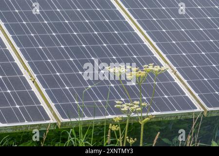 Section du panneau de ferme solaire photovoltaïque à inclinaison fixe en rack / photovoltaïque de panneaux solaires monocristallins avec des mauvaises herbes communes poussant à l'avant. Banque D'Images