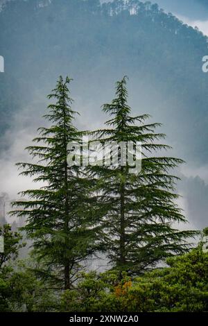 Grands pins debout et deodar dans les collines de l'Uttarakhand, entourés de paysages brumeux pendant la saison de la mousson en Inde. Banque D'Images