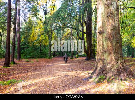 Sentier Blackwater Tall Trees dans le parc national de New Forest, Hampshire, Angleterre Banque D'Images