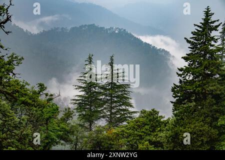 Grands pins debout et deodar dans les collines de l'Uttarakhand, entourés de paysages brumeux pendant la saison de la mousson en Inde. Banque D'Images