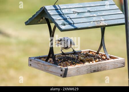 Un jay bleu est assis sur une mangeoire à oiseaux de la plate-forme du nord-est de l'Indiana tout en tenant une arachide dans son bec. Banque D'Images