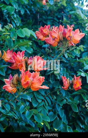 Tulipe africaine en fleurs, Spathodea campanulata Banque D'Images