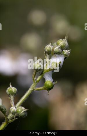 Froghopper commun (Philaenus spumarius) cuckoospit Norfolk juin 2024 Banque D'Images