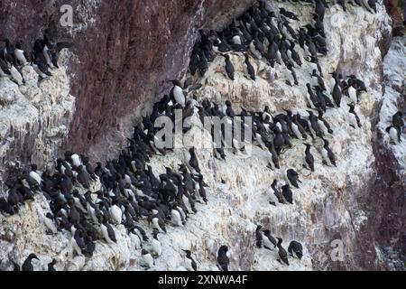 Reproduction d'oiseaux de mer Guillemots communs (Uria aalge) sur des falaises abruptes sur la côte atlantique de la tête Abbs en Écosse, Royaume-Uni Banque D'Images