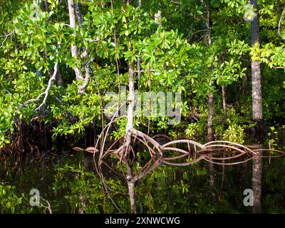 Des mangroves vertes luxuriantes bordent ce tronçon de côte à Raja Ampat, en Indonésie. Les feuilles et les racines prop se reflètent sur la surface de l'eau calme. De plus près ! Banque D'Images