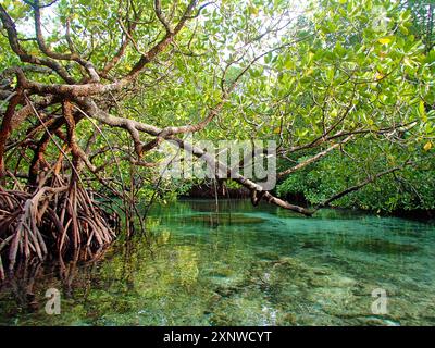 Kayak dans la forêt de mangroves dans un lagon protégé à Raja Ampat, Indonésie. Les feuilles et les racines prop se reflètent sur la surface de l'eau calme Banque D'Images