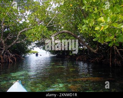 L'homme par derrière fait du kayak dans la forêt de mangroves dans un lagon protégé à Raja Ampat. Les feuilles, les racines prop se reflètent sur la surface de l'eau calme. Banque D'Images