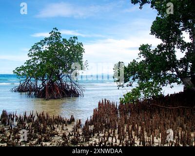 Mangroves directement sur la plage, de près à Raja Ampat, Indonésie. Vous pouvez voir les nouvelles pousses et le réseau de racines et comment ils sont fermement ancrés Banque D'Images