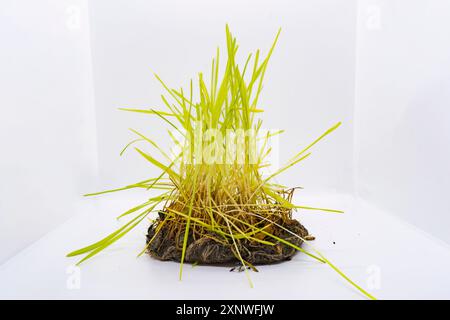 Graines d'herbe d'orge Jamara sur des assiettes de bol de feuille pour Hindu Dashain Dusshera Festival Banque D'Images