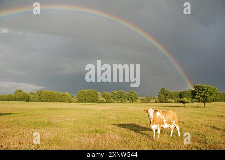 27.05.2011 Regenbogen Deutschland/ Sachsen Anhalt/ Altmark/ Altmarkkreis Salzwedel/ Stadt Klötze/ BEI Kusey/ Alt Klötzer Weg/ eine Kuh steht auf einer Wiese/ Dunkle Gewitterwolken und ein Regenbogen sind am Himmel zu sehen *** 27 05 2011 Arc-en-ciel Allemagne Saxe Anhalt Altmark Altmarkkreis Salzwedel ville Klötze près de Kusey Alt Klötzer Weg une vache se dresse sur une prairie nuages de tempête sombre et un arc-en-ciel peut être vu dans le ciel Banque D'Images