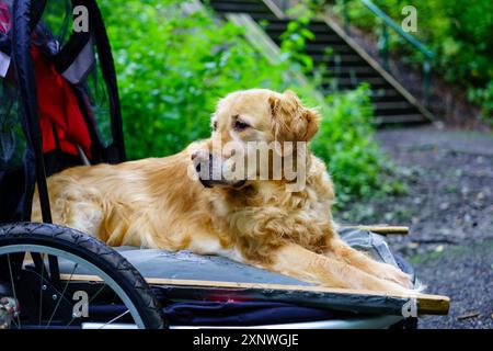 Un chien Golden retriever repose dans un buggy de remorque de vélo, sur un sentier forestier, profitant d'une journée de détente paresseuse à l'extérieur. Banque D'Images