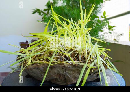 Graines d'herbe d'orge Jamara sur des assiettes de bol de feuille pour Hindu Dashain Dusshera Festival Banque D'Images