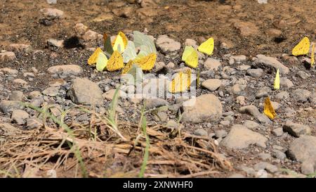 576 bouquet de papillons soufrés de plusieurs espèces qui fleuvent sur la rivière Yumuri à l'intérieur du canyon qu'elle forme en amont de l'embouchure. Baracoa-Cuba Banque D'Images