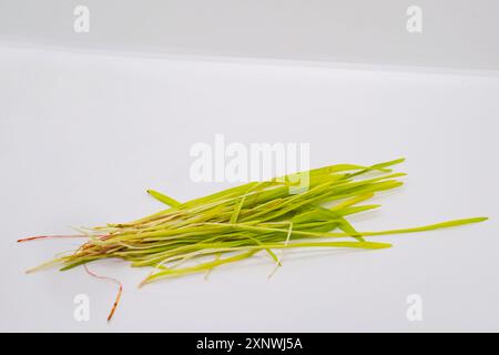 Graines d'herbe d'orge Jamara sur des assiettes de bol de feuille pour Hindu Dashain Dusshera Festival Banque D'Images