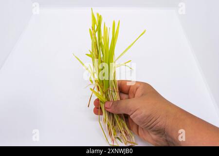 Graines d'herbe d'orge Jamara sur des assiettes de bol de feuille pour Hindu Dashain Dusshera Festival Banque D'Images