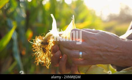 Gros plan sur les mains féminines d'un fermier pelant des épis de maïs mûrs à Green Meadow. Bras adultes de l'agronome examinant le maïs doux sur le champ de maïs au coucher du soleil Banque D'Images