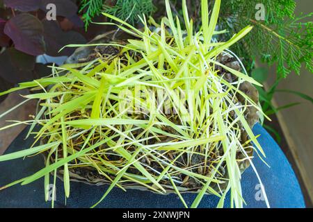 Graines d'herbe d'orge Jamara sur des assiettes de bol de feuille pour Hindu Dashain Dusshera Festival Banque D'Images