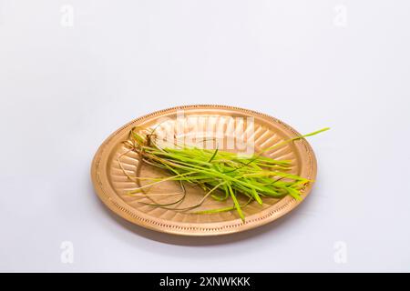 Graines d'herbe d'orge Jamara sur des assiettes de bol de feuille pour Hindu Dashain Dusshera Festival Banque D'Images