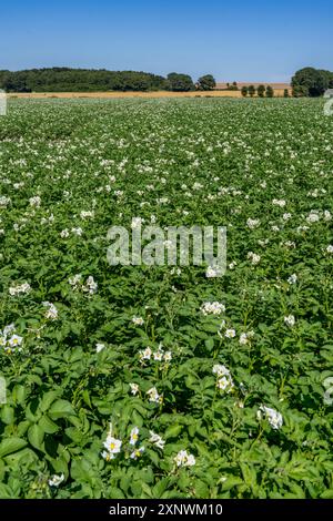 Culture de pommes de terre, dans un champ, plants de pommes de terre en fleurs, NRW, Allemagne, Banque D'Images