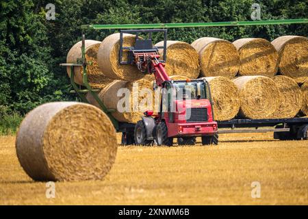 Les balles de paille, les balles rondes, sont chargées sur une remorque après la récolte du grain, près de Neuss NRW, Allemagne Banque D'Images