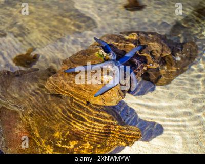 Linckia laevigata, parfois appelé Blue Linckia ou Blue Star. Étoile de mer sous-marine dans un réservoir spécial avec de l'eau. Banque D'Images