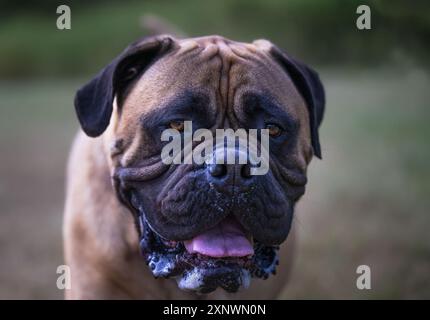 Portrait rapproché de Bullmastiff debout sur le sol avec un corps et un fond flous à Redmond, Washington Banque D'Images