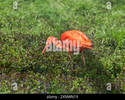 Scarlet ibis parfois appelé ibis rouge ou Eudocimus ruber est à la recherche de nourriture dans l'herbe verte. Banque D'Images