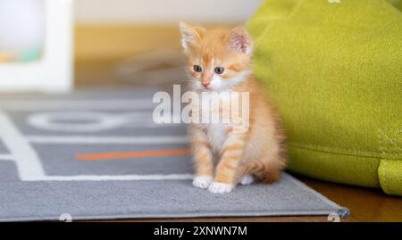 Chaton mignon ludique au gingembre domestique assis sur le tapis. Banque D'Images