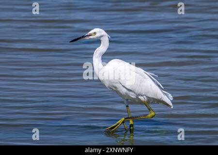 Petite aigrette (Egretta garzetta) pêche juvénile dans l'eau peu profonde de l'étang en été Banque D'Images