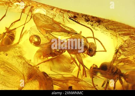 Fourmis ailées emprisonnées dans l'ambre Baltique Banque D'Images