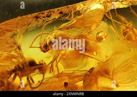 Fourmis ailées emprisonnées dans l'ambre Baltique Banque D'Images