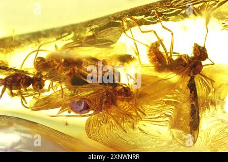 Fourmis ailées emprisonnées dans l'ambre Baltique Banque D'Images