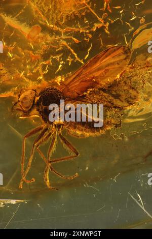 Mouche snipe (Rhagionidae Bolbomyia) emprisonnée dans l'ambre Baltique Banque D'Images