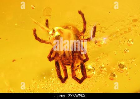 Acarien (Tetranychidae) emprisonné dans l'ambre de Bitterfeld, Allemagne Banque D'Images